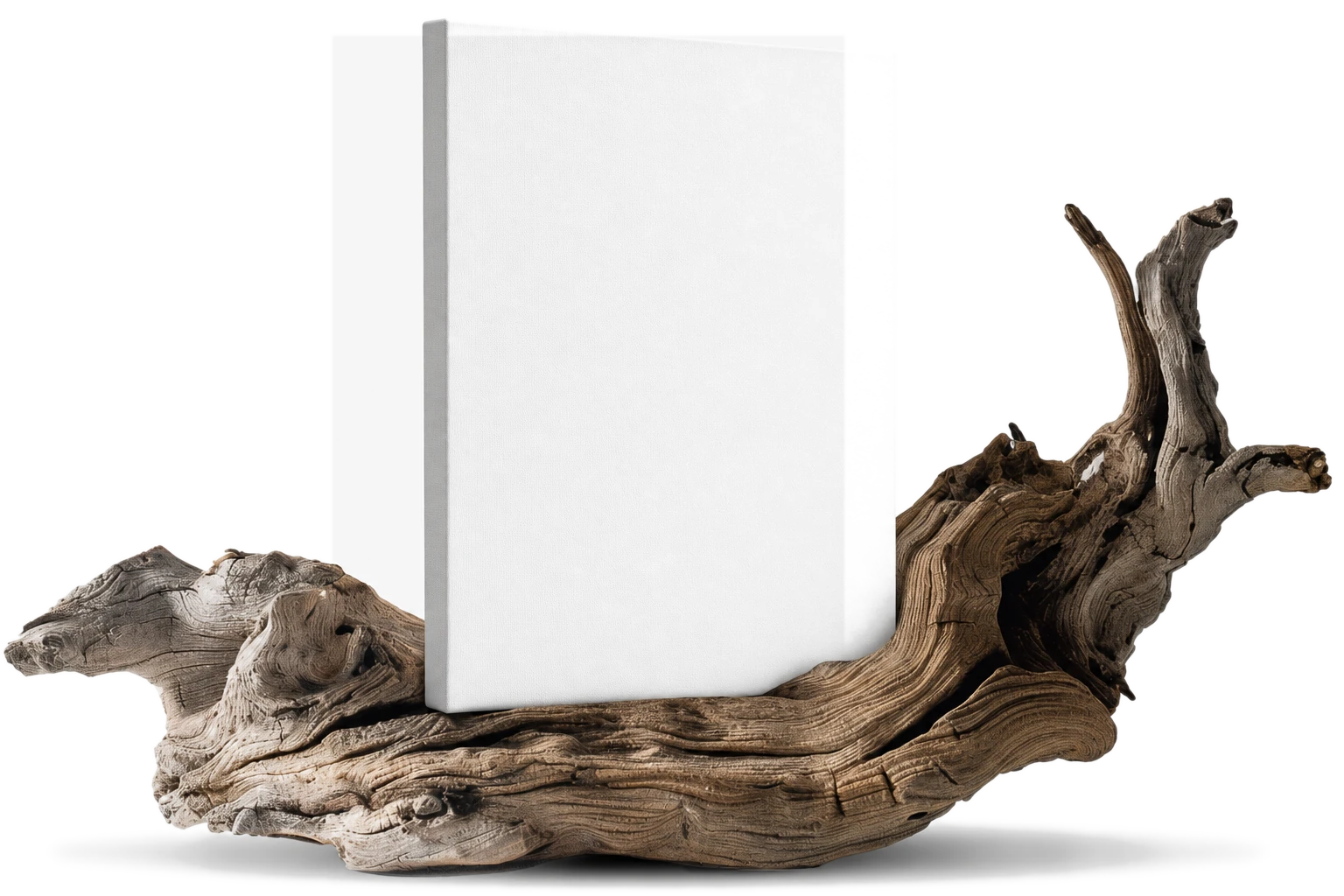 A blank canvas resting on driftwood